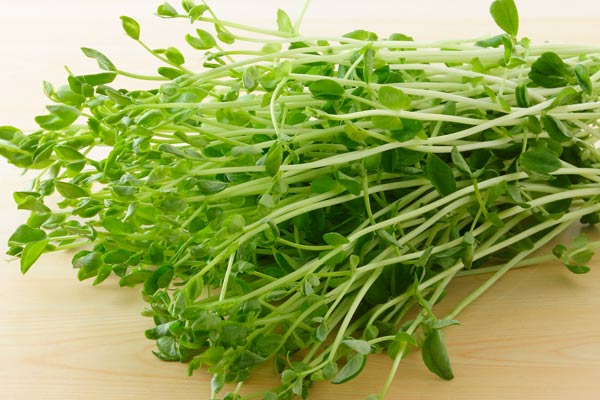節約野菜 豆苗 かんたん豆苗の再生栽培 人材派遣会社のアセットヒューマン
